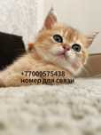 Котёнок , Шотландские котята, золотая шиншила, котенок
