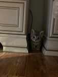Котеночек девочка