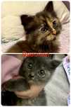 Отдам котенка бесплатно