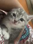 Котенок. Красивый. 1,5 месяцев