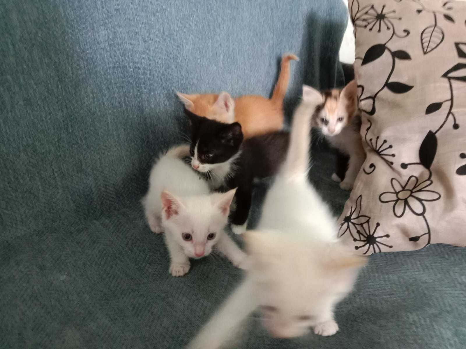 Отдадим котят бесплатно