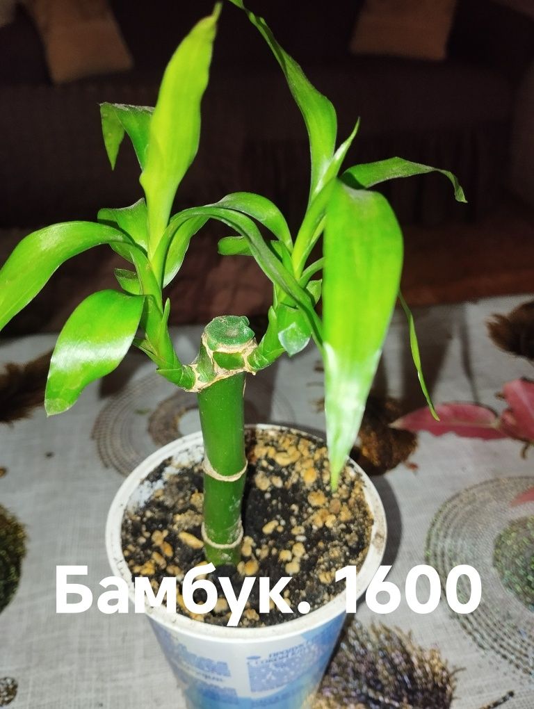 Продам комнатные растения есть и другие