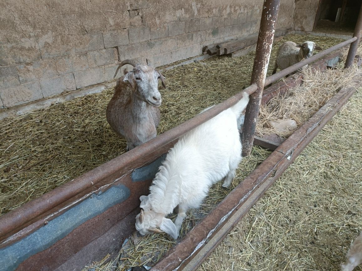 Продам 2 козы и 3 козленка
