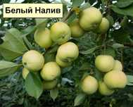 Саженцы яблони Белый налив Ранний сорт в Алматы.