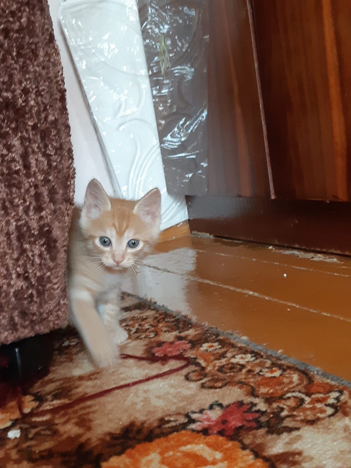 Отдам котят в хорошие руки
