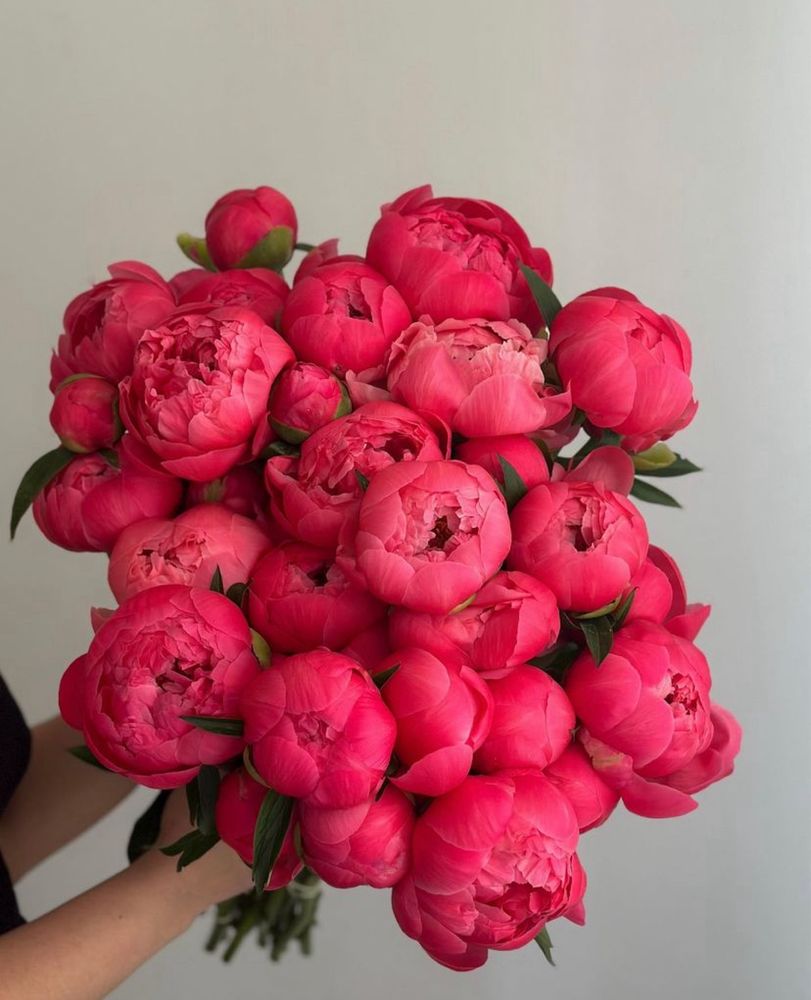 Оптом и в розницу Пионы Голландские