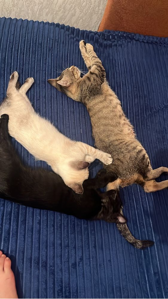 Отдам котяты бесплатно