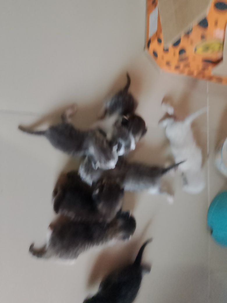 Котята. Породистый