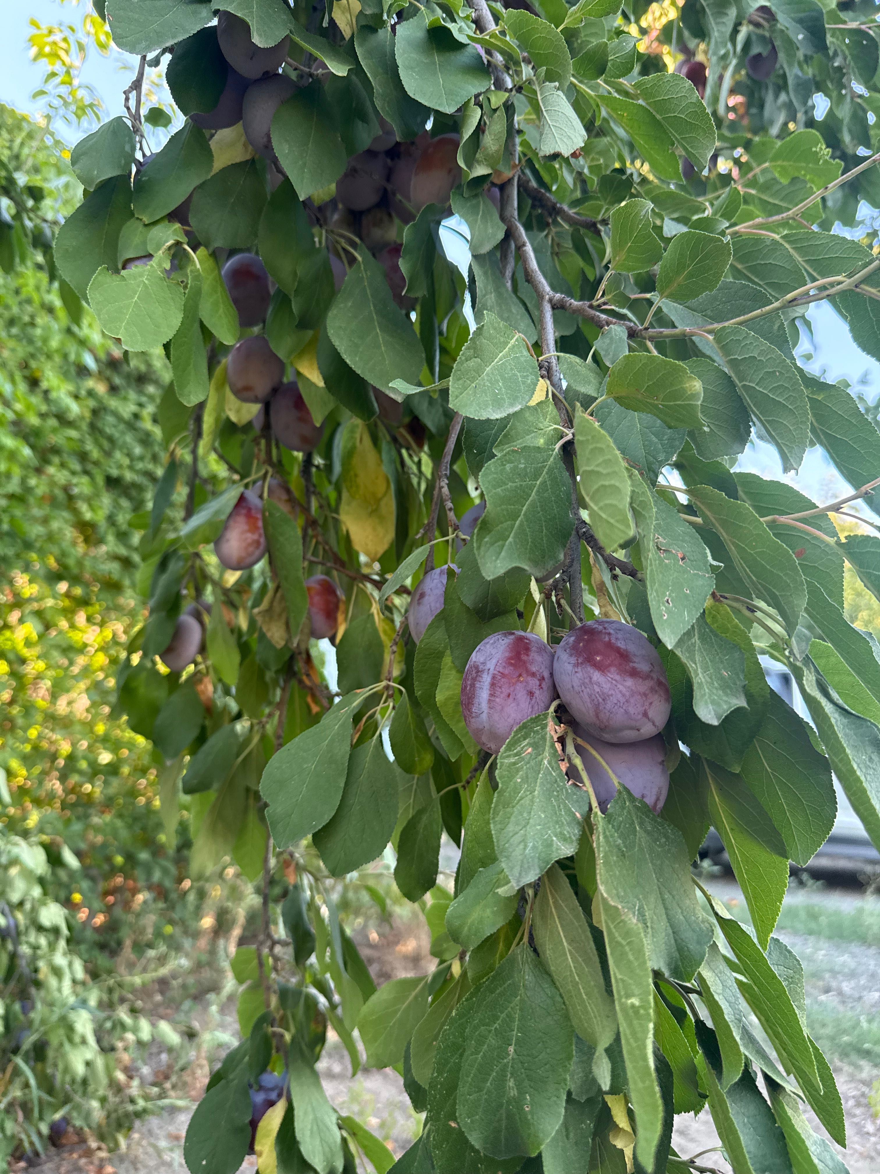 Продается слива домашняя
