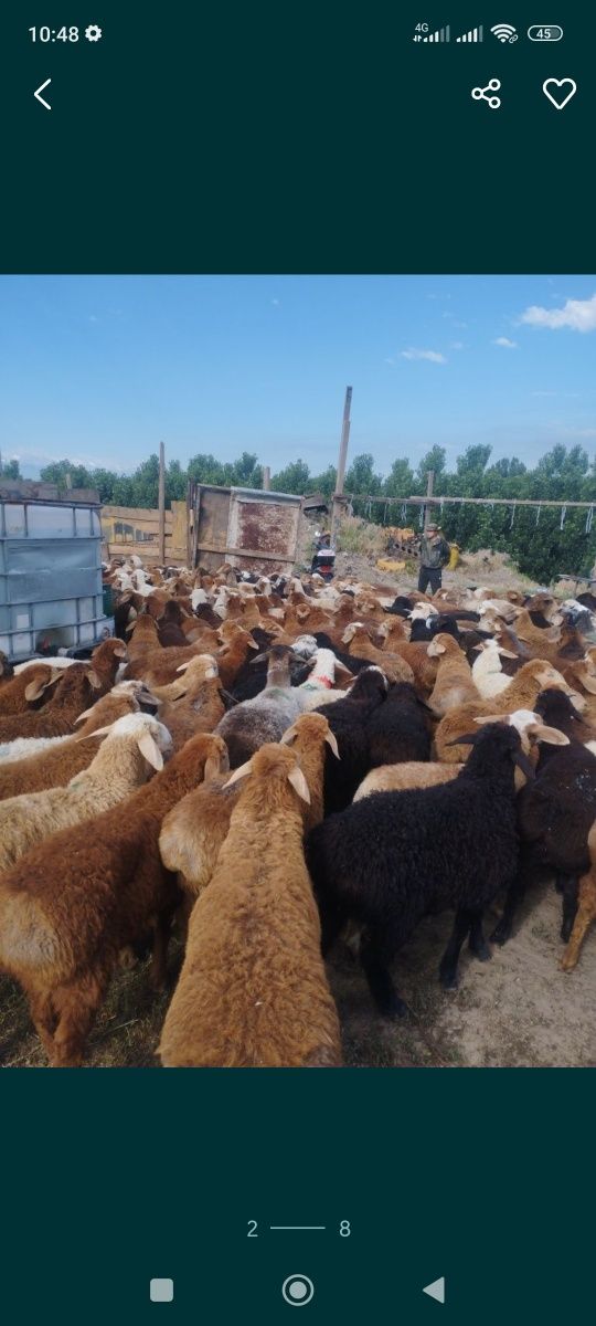 Кой кои Баран бараны Бараны г Алматы