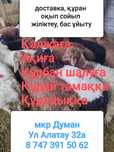 Кой кой  кой  баран токтушки