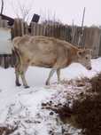 Корова стельная,4,5 года