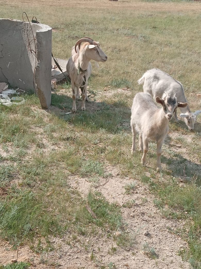 Продаю коз альпийской породы
