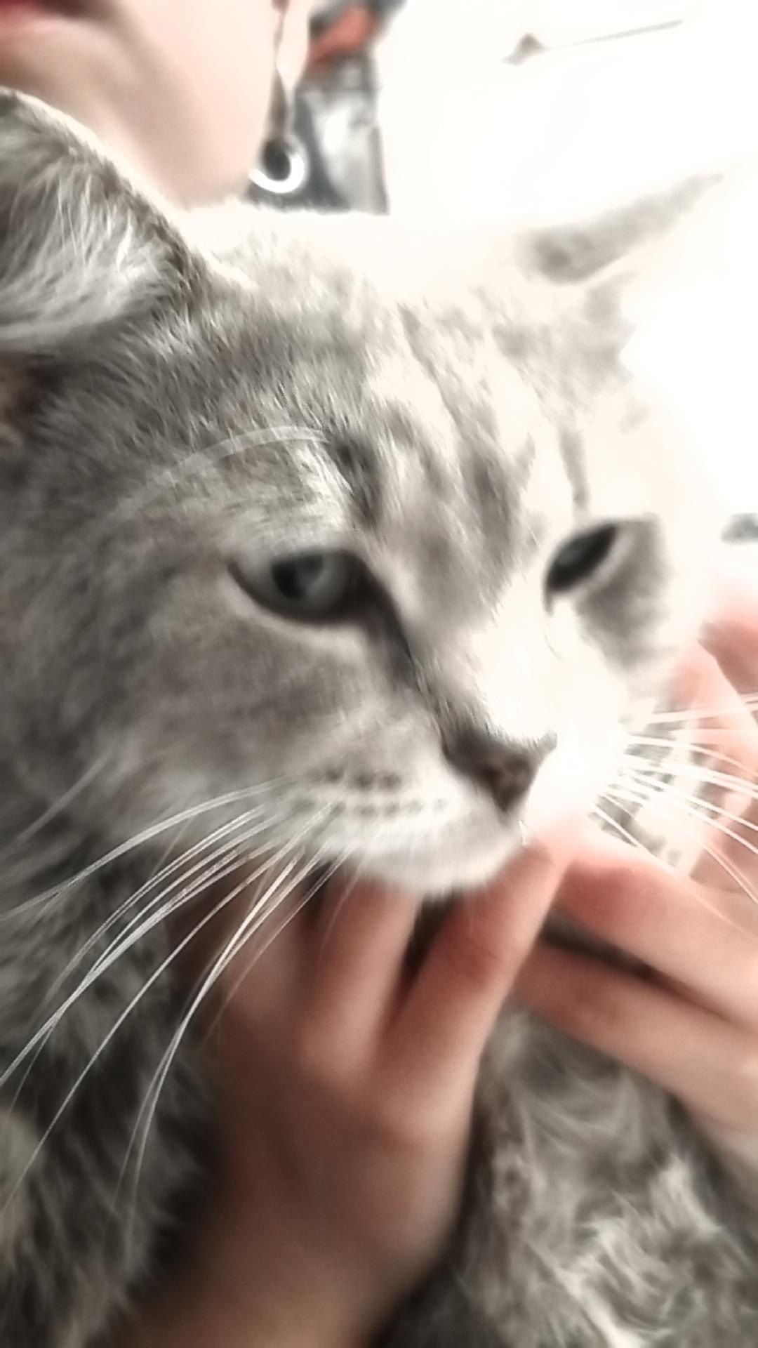 Пропал кот,серый ст.Железорудный