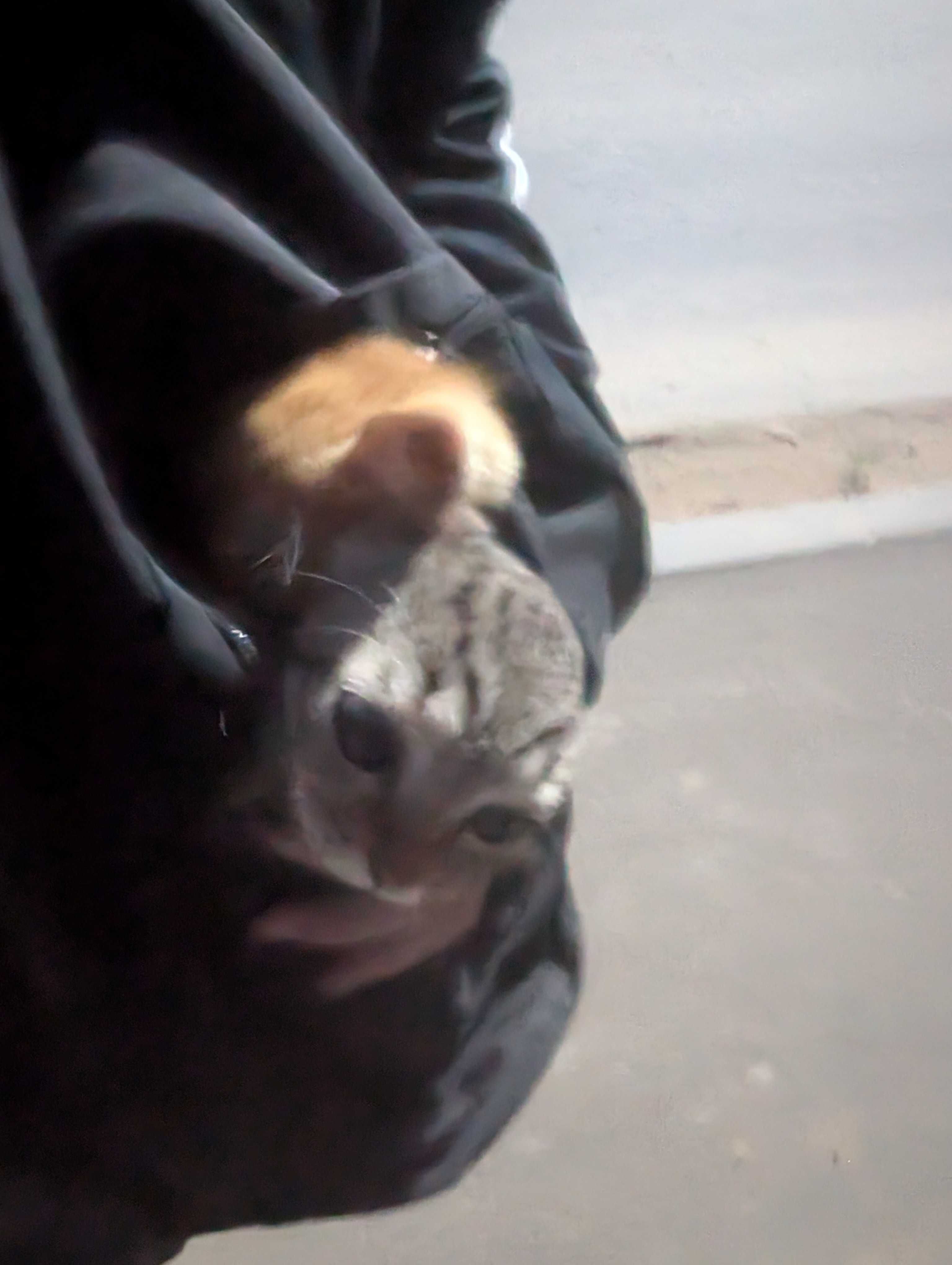 Котенок в поисках дома