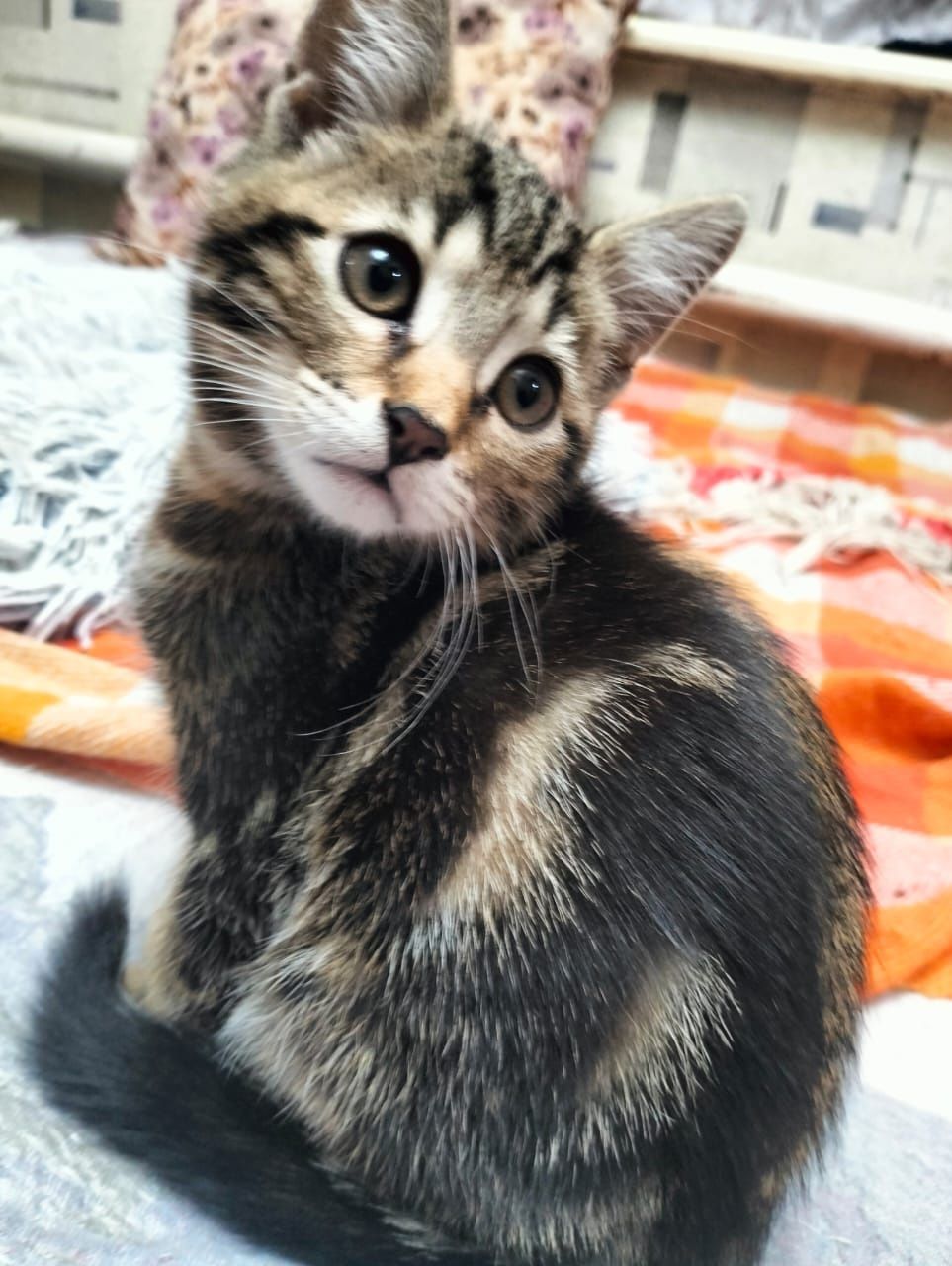 Продам котят Шотландских