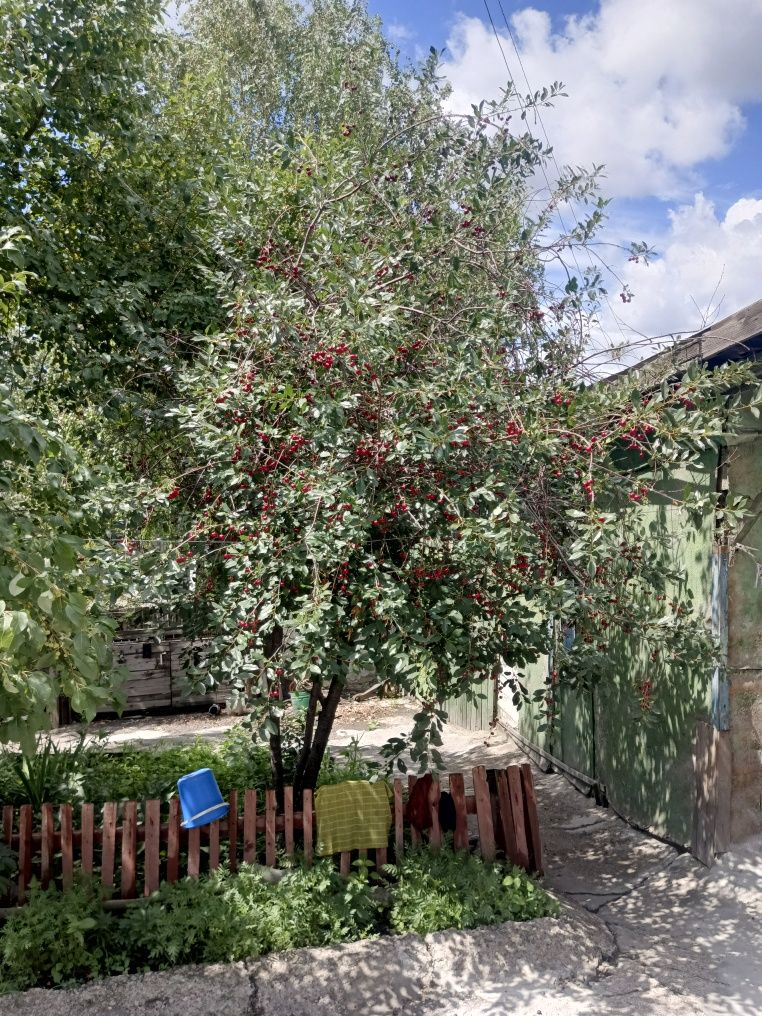Продам вишню, с куста