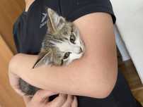 Отдам в добрые руки котенка