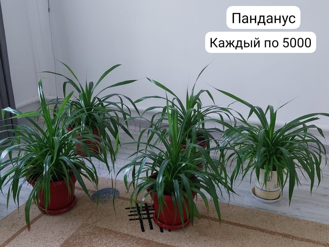 Үй гүлдері сатылады