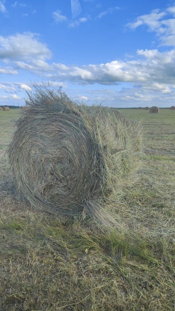Продам сено в рулонах