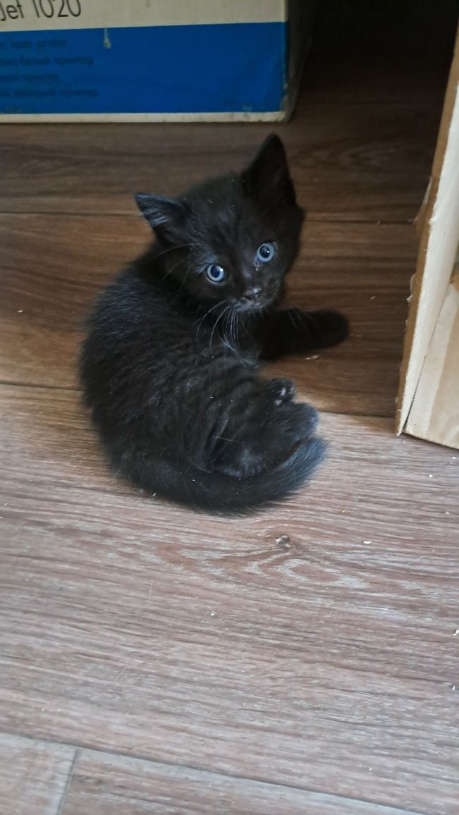 Отдам котят  бесплатно