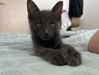 Кошка, 6 месяцев
