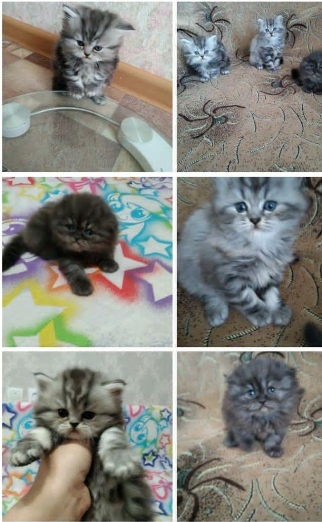 Вислоухий котик ждёт вашу кошечку