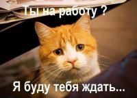 ЛУЧШИЕ кошки Кокшетау !