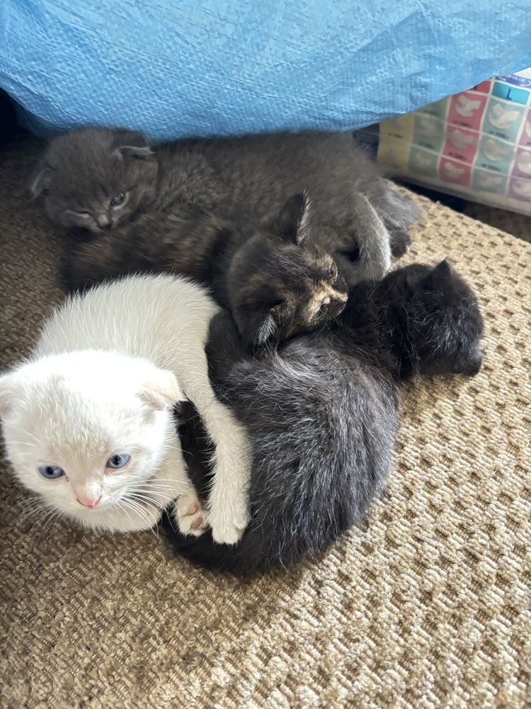 Отдам котят в добрые руки