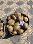Продам картошку Семенную и Едовую Крупный