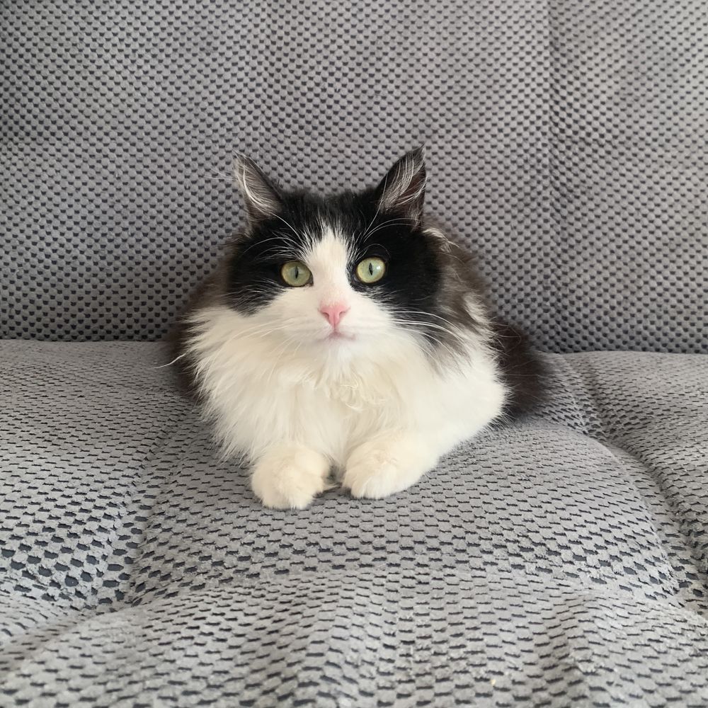 Кошка красавица ищет семью