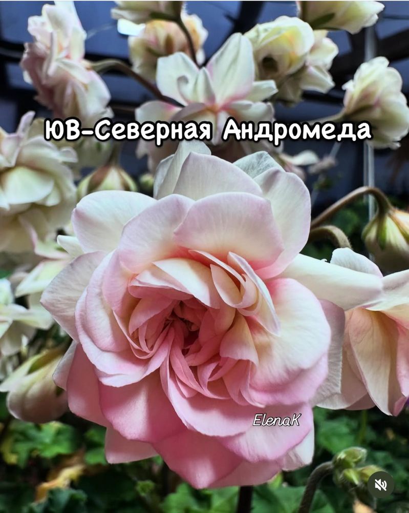 Сортовые пеларгонии в наличии