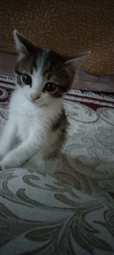 Отдам котенка девочку в добрые руки