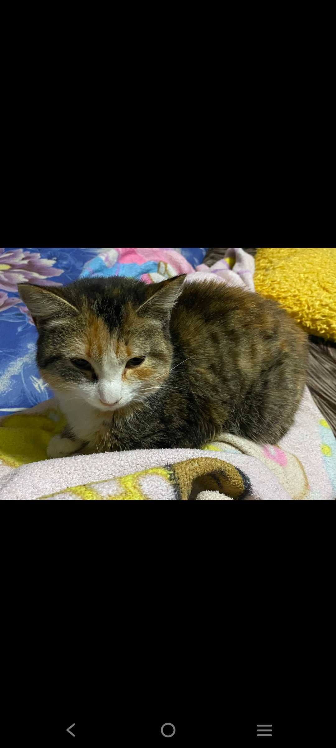 Кошки в хорошие рук