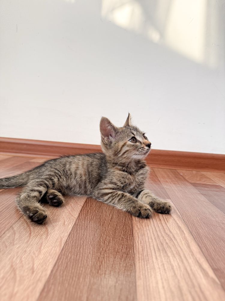 Котенок ищет семью