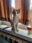 котенок в добрые руки!