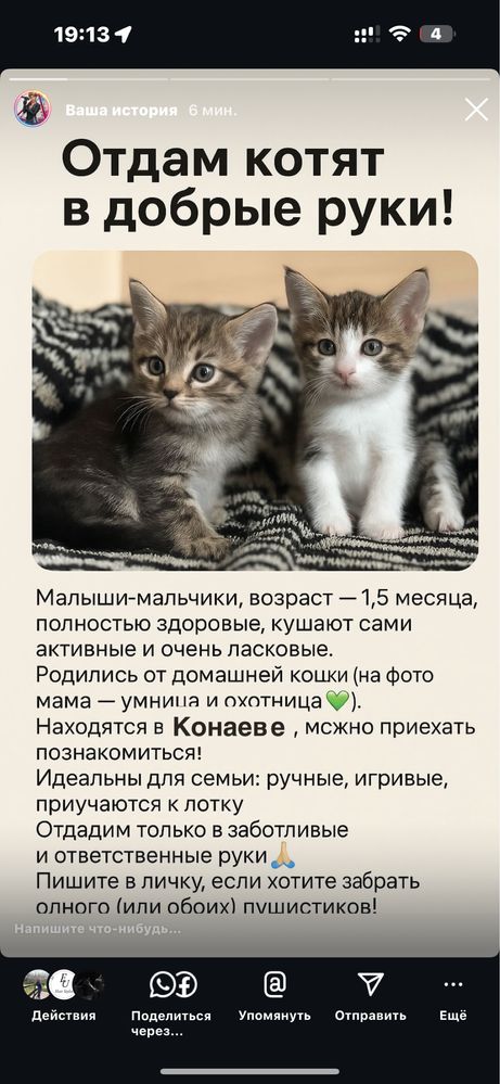 Отдам котят только в ответственные руки