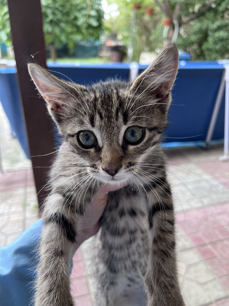 Отдам котенка в добрые руки