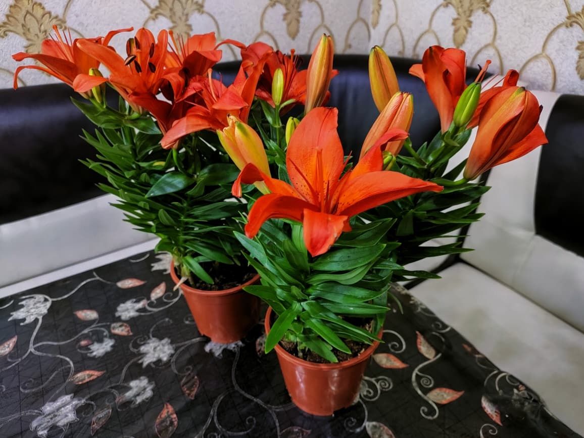 Комнатные цветы.  Есть доставка