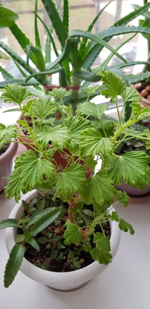 Продам лимонку ,пеларгония душистая.