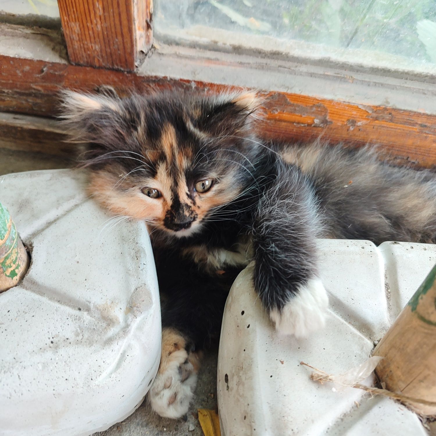 Породистые котята бесплатно!!!