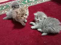 Продам пордистых котят