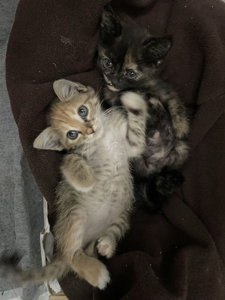 Котята бесплатно