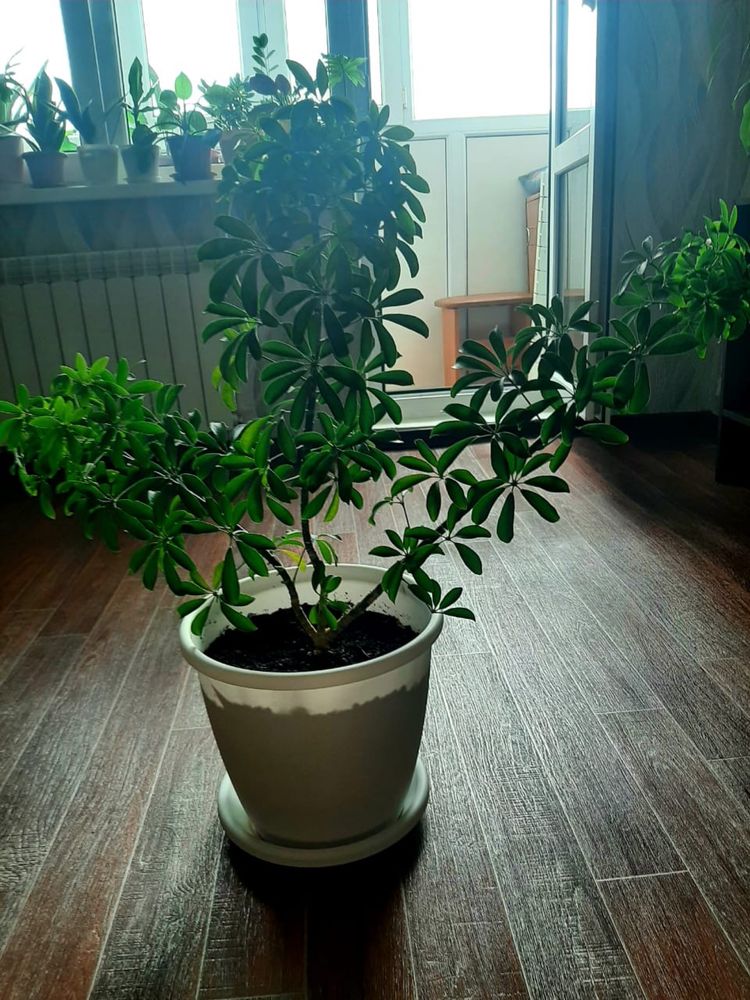 Продам комнатные растения!
