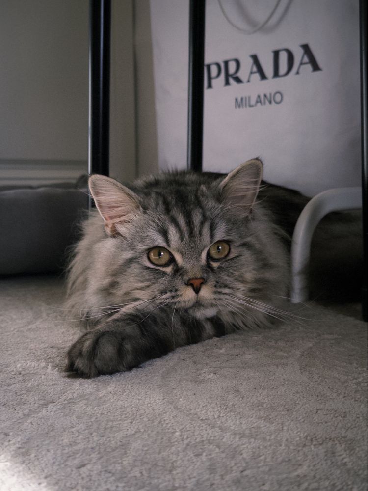 Кот шотландец ищет невесту для вязки