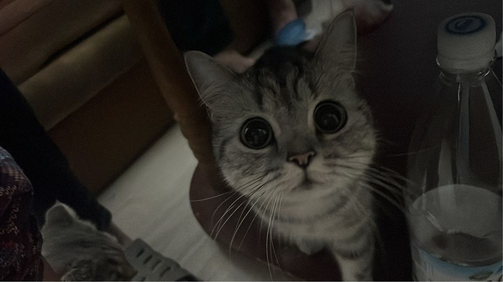Британский котик