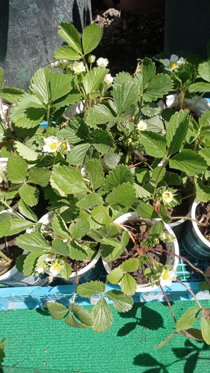 Продам прижитве саженцы ремонтантной клубники