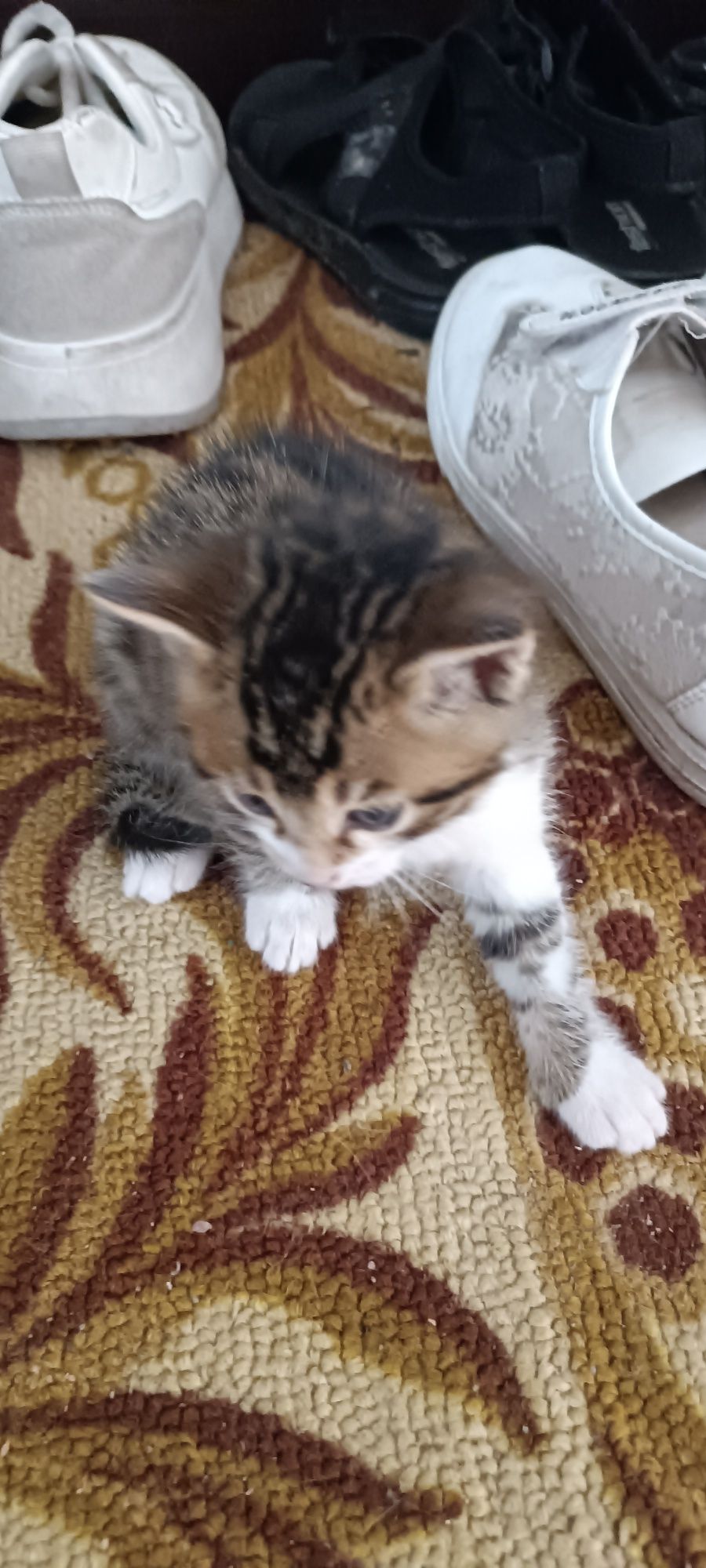 Котята очень красивые