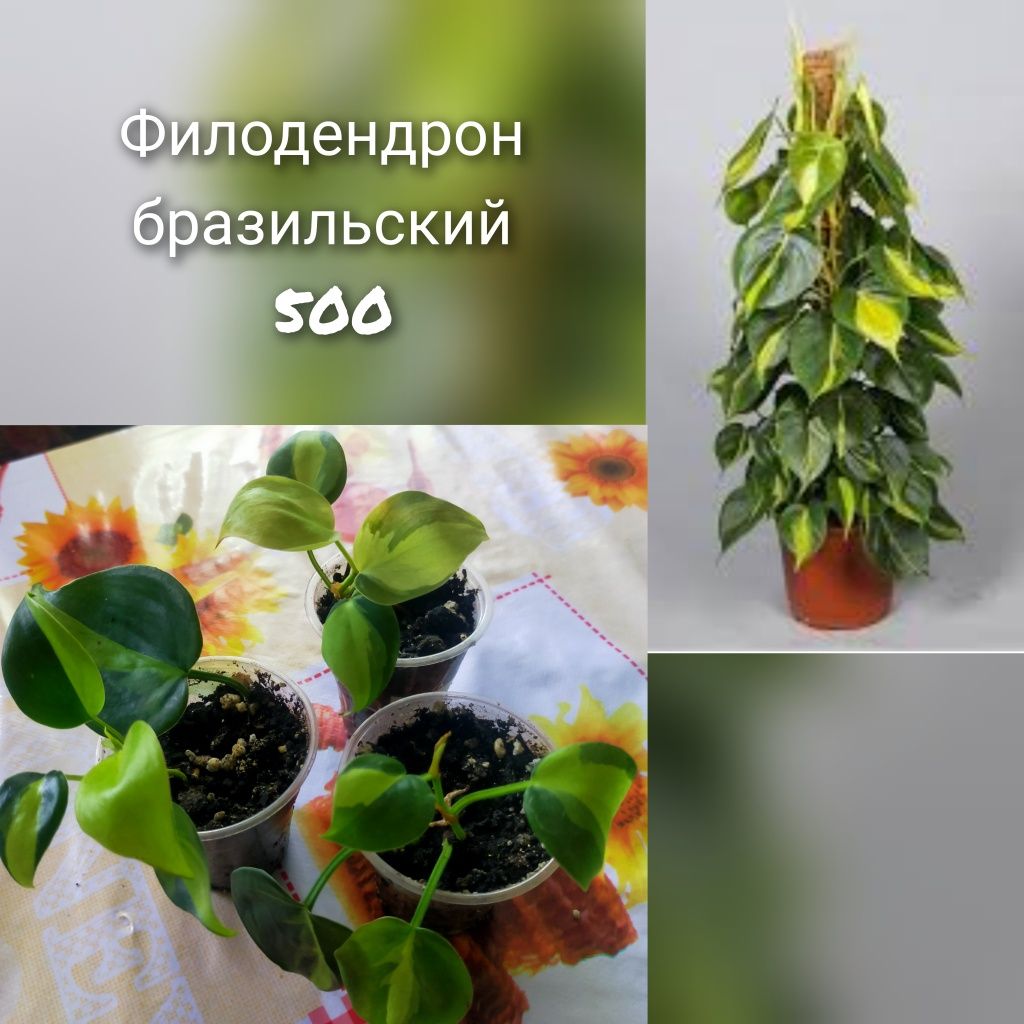 Комнатные растения