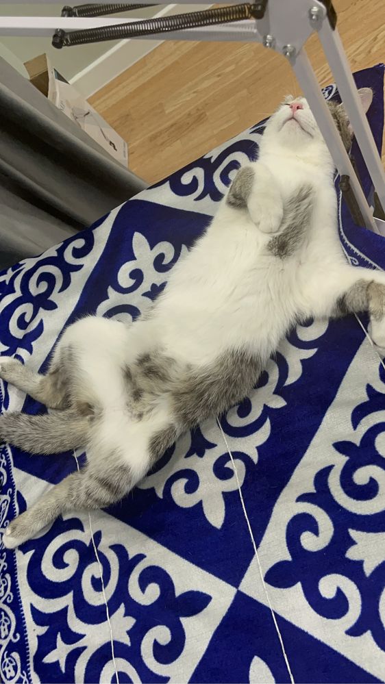 Котик ищет себе дом